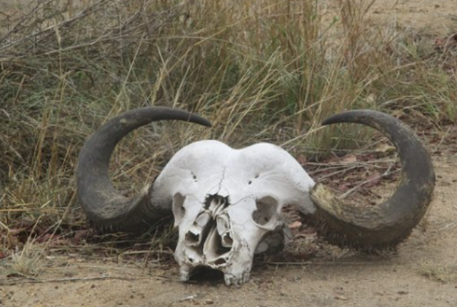 Witnessed a tiger attack a buffalo