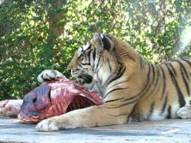 Studying a Tigress's Kill