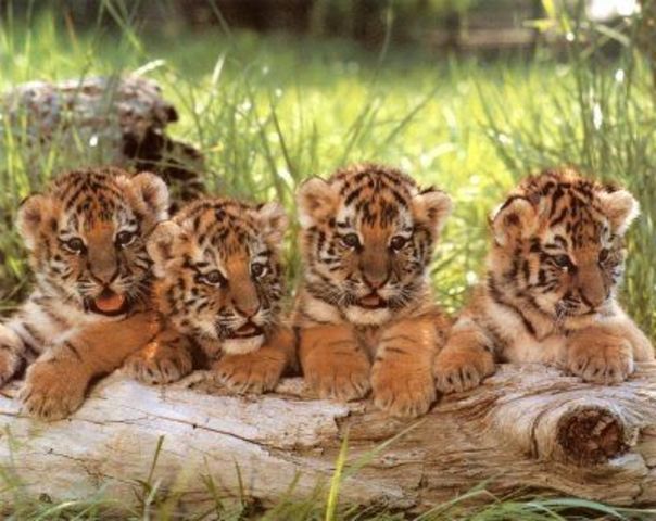Cut-Ear's Cubs