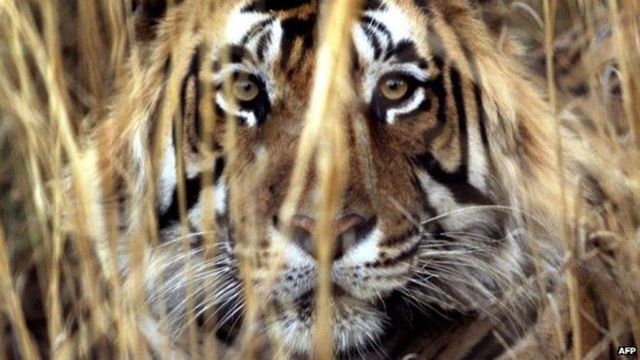 face to face with a deadly beast