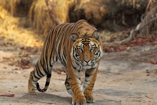 Observing the Tigers