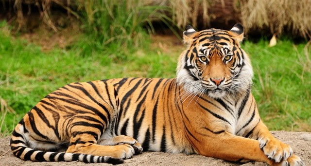 Schallers Move to India