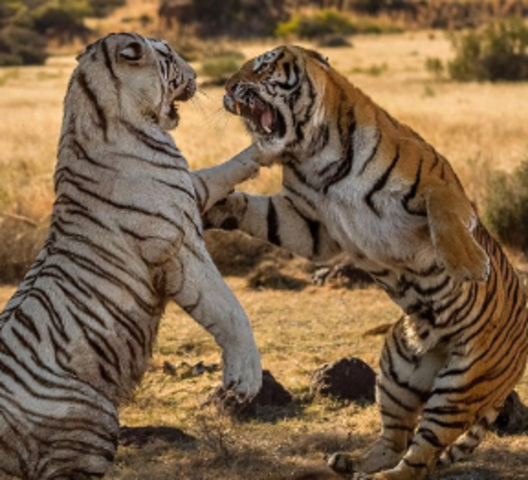 George looking face to face with Cut Ear