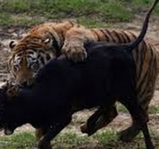 Witnessing a Tiger Attack