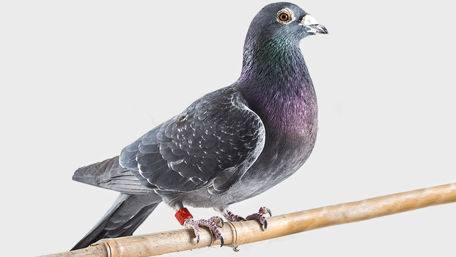 They start to send messages with pigeons