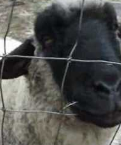 Tiger killed the buffalo and lamb