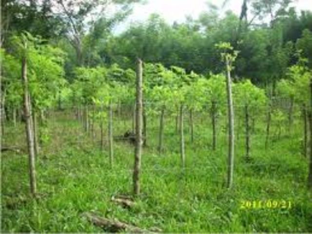 Construcción de bancos de forraje