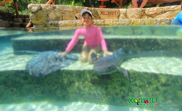Nadando con tiburones