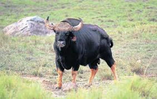 The Gaur Bulls