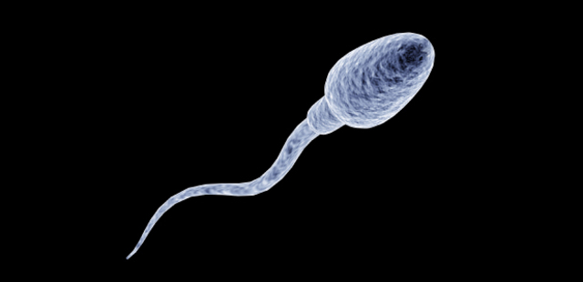 Spermatozoïdes dans le vagin et fécondation