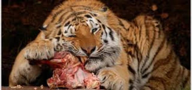 Trying to figure out tigers