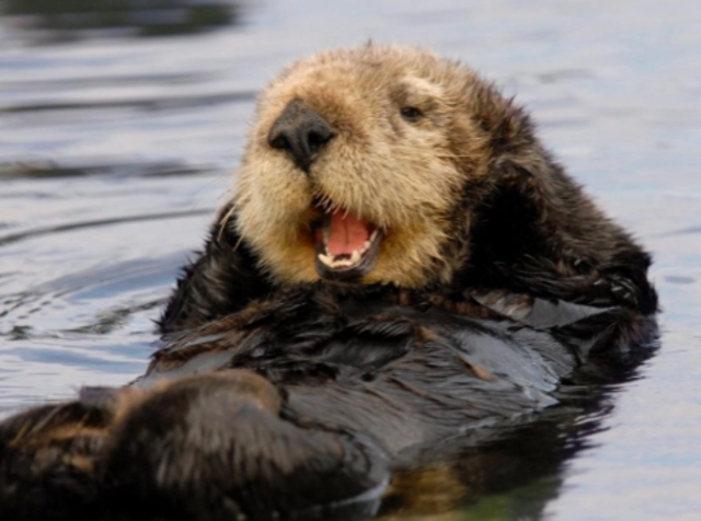 Endangered Species Act