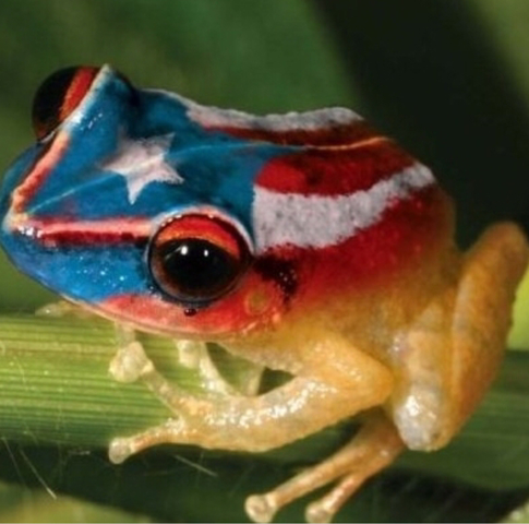 Continental defeated