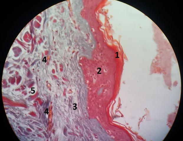 Aula 2: Tecido Epitelial Glandular