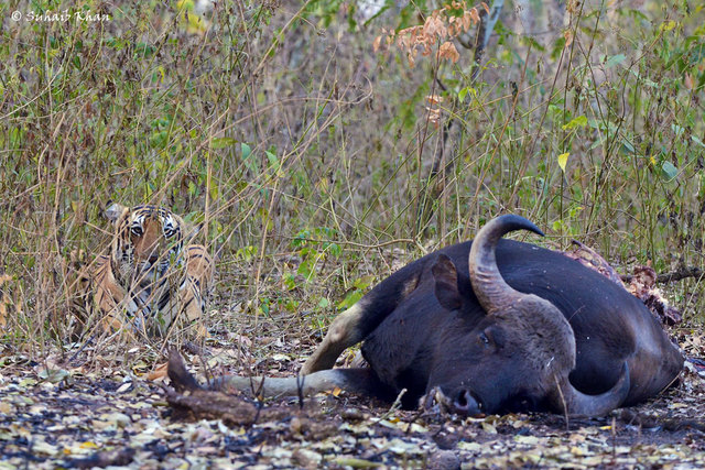 Meeting the tiger family