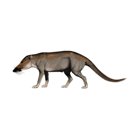 Pakicetus (50 million years ago)