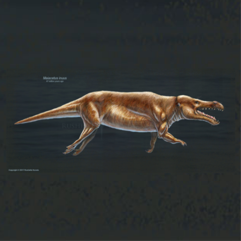 Maiacetus (47 million years ago)