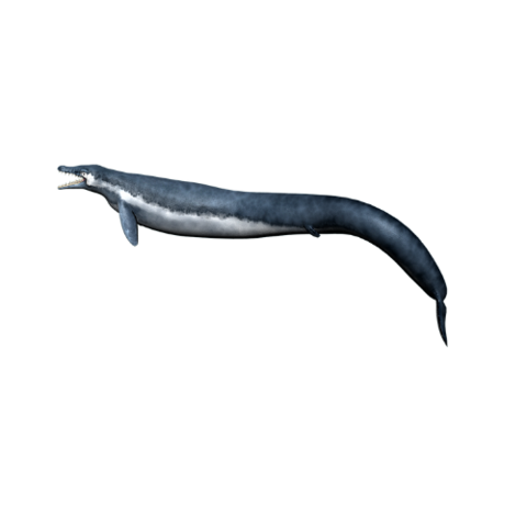 Basilosaurus (40-34 million years ago)