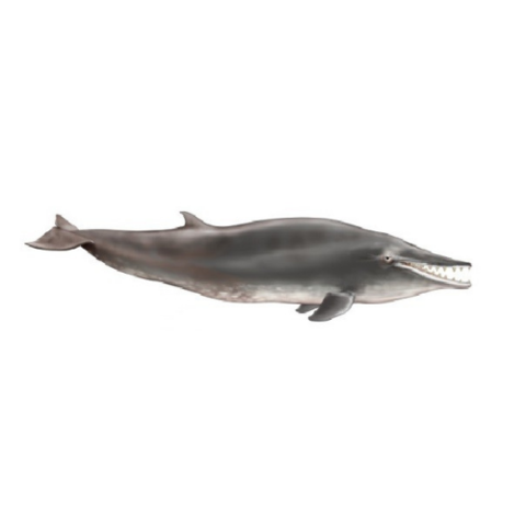 Llanocetus (34 million years ago)