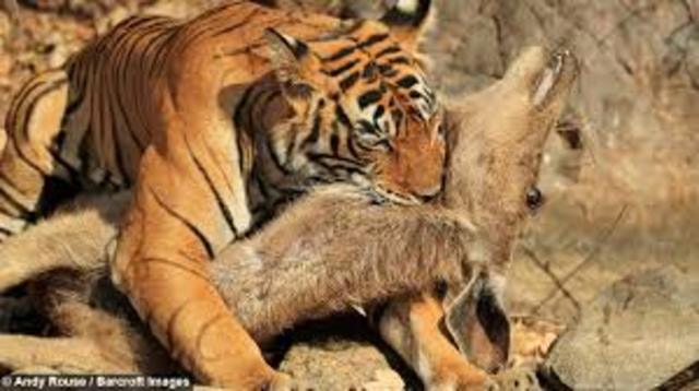 Tigress kill