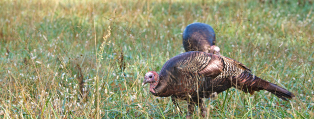 Turkey Management