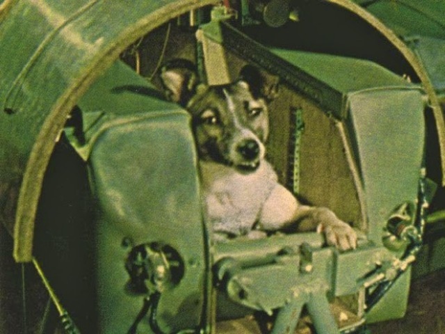 First dogs in space