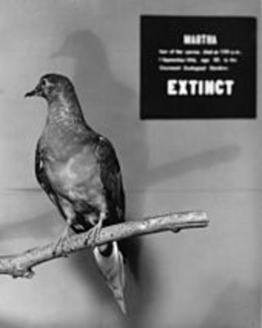 Last Passenger Pigeon Dies