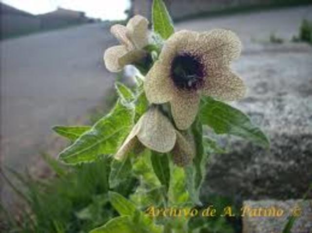 asedio al pueblo de crisa