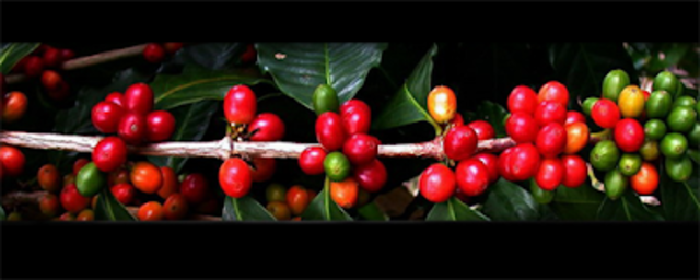 La República Cafetalera de El Salvador