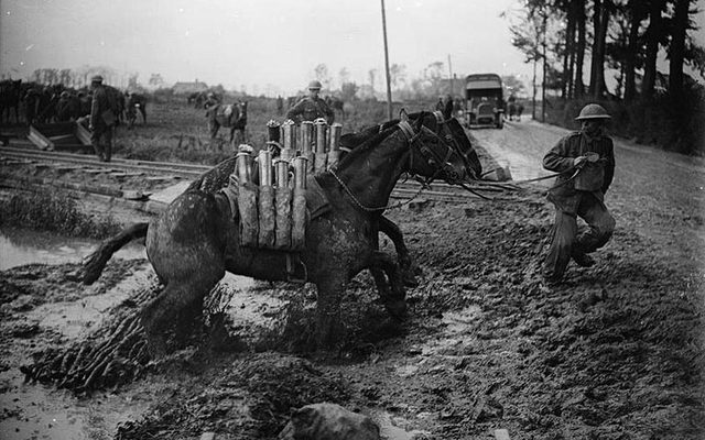 Horses in WWI