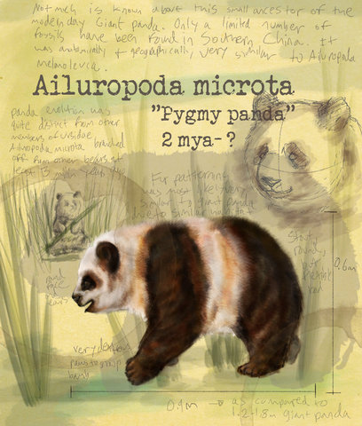Ailuropoda Microta (3 million years ago)