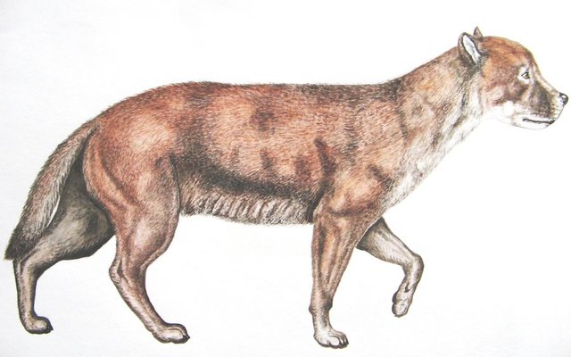 Borophagus