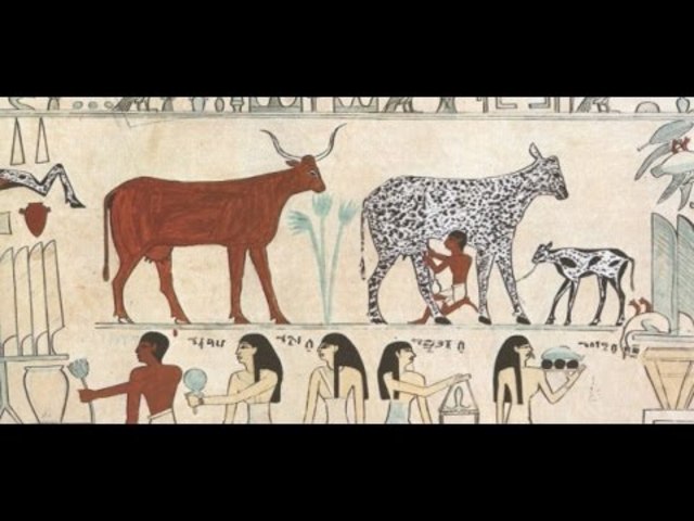 Domesticación de plantas y animales