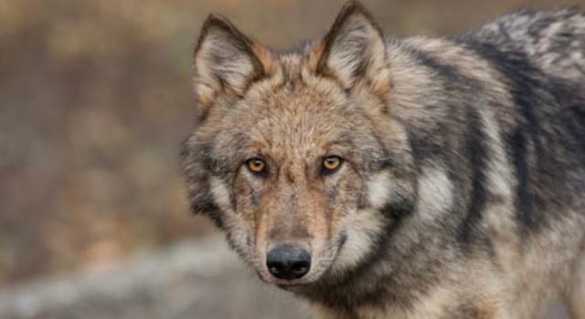 Canis Lupus (wolves)