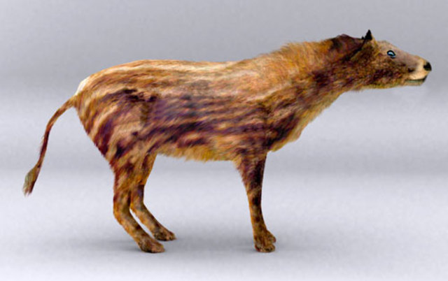 First type of horse discovered