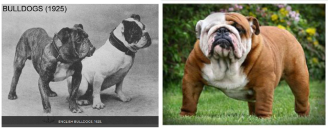 English Bulldogs