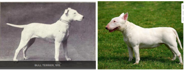 Bull Terriers
