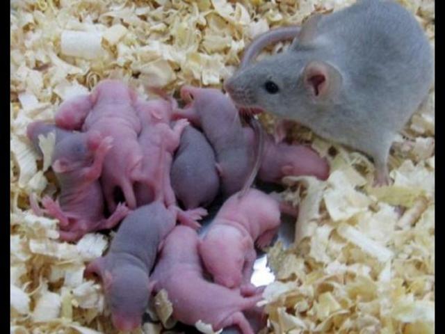 Crean óvulos en el laboratorio que producen ratones sanos