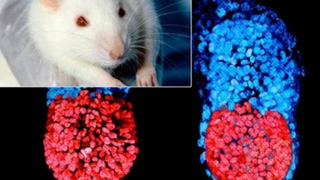 Embriones artificiales