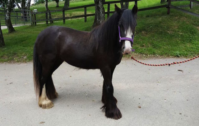 l First Got My Horse