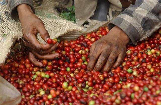 Inicios de la época cafetalera