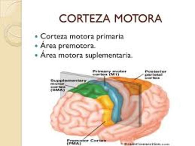 Descubrimiento de la corteza motora
