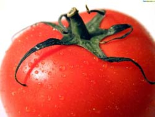Tomate Transgénico