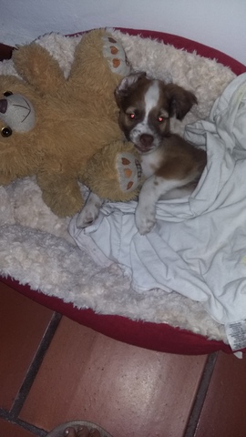 Nuestro primer perro- Mi nueva familia con Sonia.