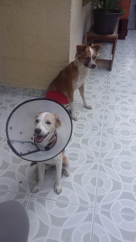 La llegada de la hermanita de Nikky