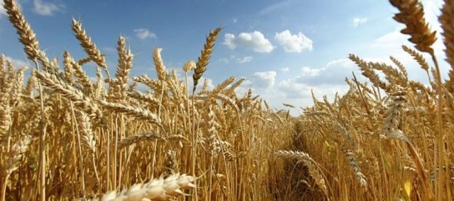 Mid-Atlantic Colonies' Economics