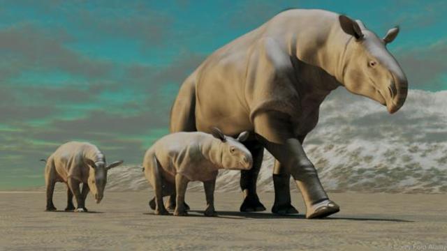 Evolution of Hyracodonts in Asia