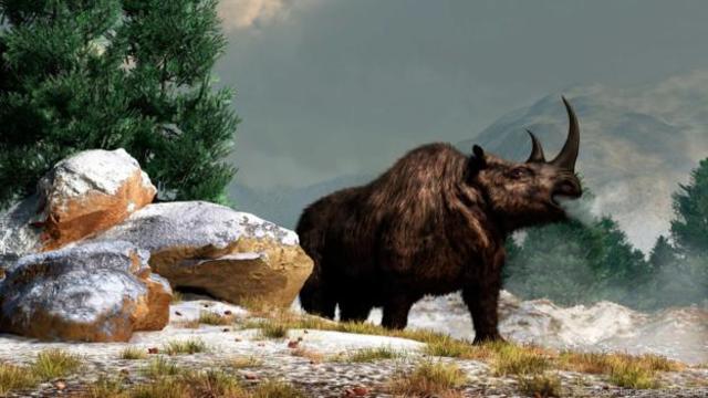 Woolly Rhinos
