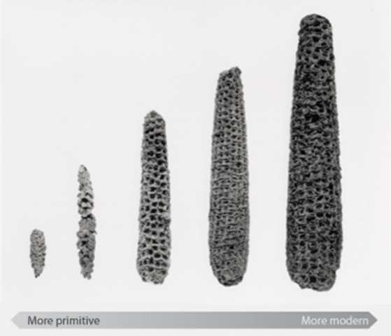 Selective Breeding's Effects on Maize