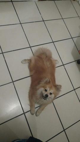 Mi segundo Perro, Kevin.